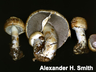 Agaricus julius