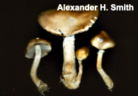 Stropharia hornemannii