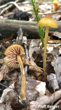 Entoloma luteum