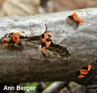 Guepiniopsis buccina