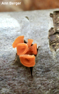 Guepiniopsis buccina