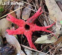 Aseroe rubra