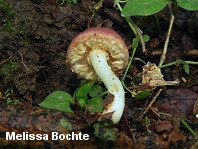 Pholiota polychroa