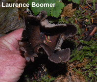 Clitocybe avellaneialba