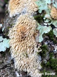 Radulomyces copelandii