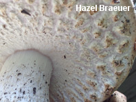 Agaricus augustus