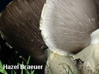 Agaricus augustus