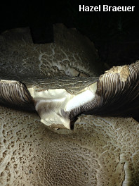 Agaricus augustus