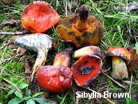 Rubroboletus dupainii