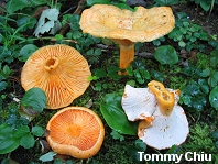 Lactarius thyinos