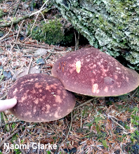 Aureoboletus mirabilis