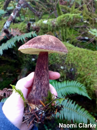 Aureoboletus mirabilis