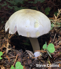 Agaricus deardorffensis