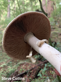 Agaricus deardorffensis