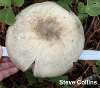 Agaricus deardorffensis