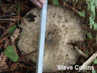 Agaricus deardorffensis