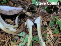 Agaricus deardorffensis