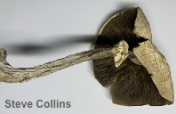 Agaricus deardorffensis