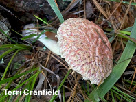 Boletellus ananas