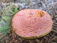 Boletellus ananas