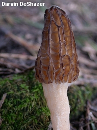 Morchella mel-8