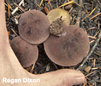 Calocybe onychina