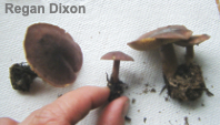 Calocybe onychina