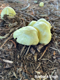 Agaricus floridanus