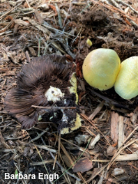 Agaricus floridanus