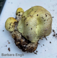 Agaricus floridanus