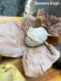 Agaricus floridanus