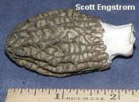 Morchella septimelata