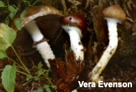 Stropharia hornemannii