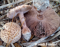 Amanita westii