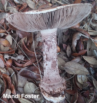 Amanita westii