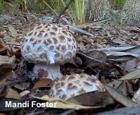 Amanita westii