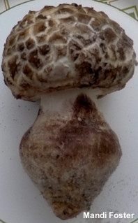 Amanita westii