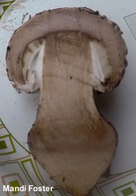 Amanita westii