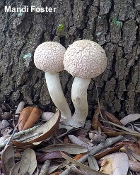 Boletellus ananas