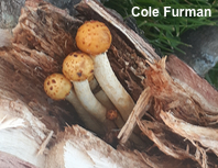 Pholiota adiposa agg