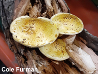 Pholiota adiposa agg