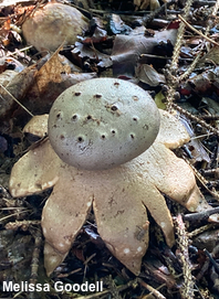 Myriostoma coliforme