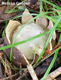 Myriostoma coliforme