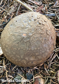 Myriostoma coliforme