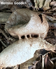 Myriostoma coliforme