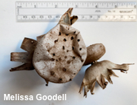 Myriostoma coliforme