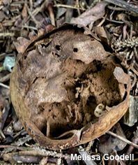 Myriostoma coliforme