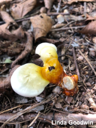 Ganoderma curtisii meredithiae