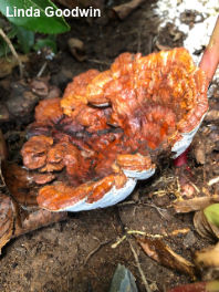 Ganoderma curtisii meredithiae