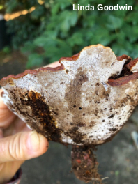 Ganoderma curtisii meredithiae